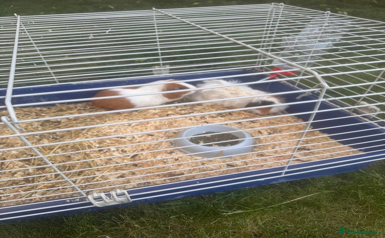 Guinea Pig rodents - Advert 1