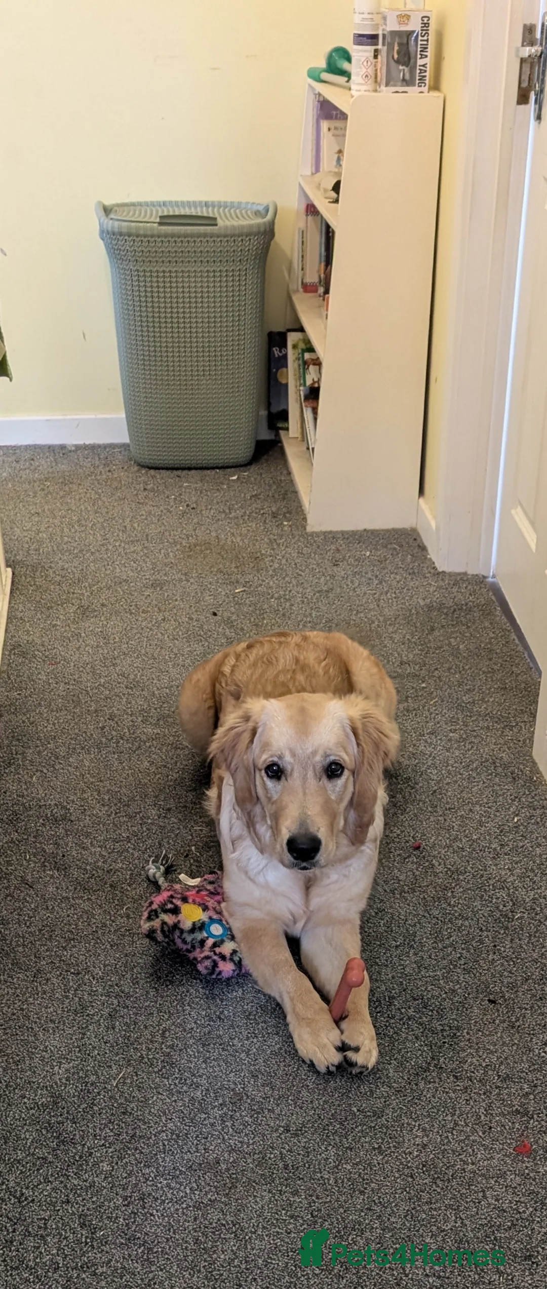 Golden Retriever dogs for sale: 7 months old golden retriever  - Advert 3