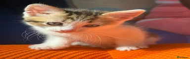 Kali Kitten 2
