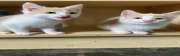Mixed Breed cats for sale: 4 Beautiful Kittens Ready for Their Forever Homes in Manchester - Advert 16
