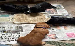 Cocker Spaniel dogs for sale: Cocker Spaniel pups for sale - Image 4