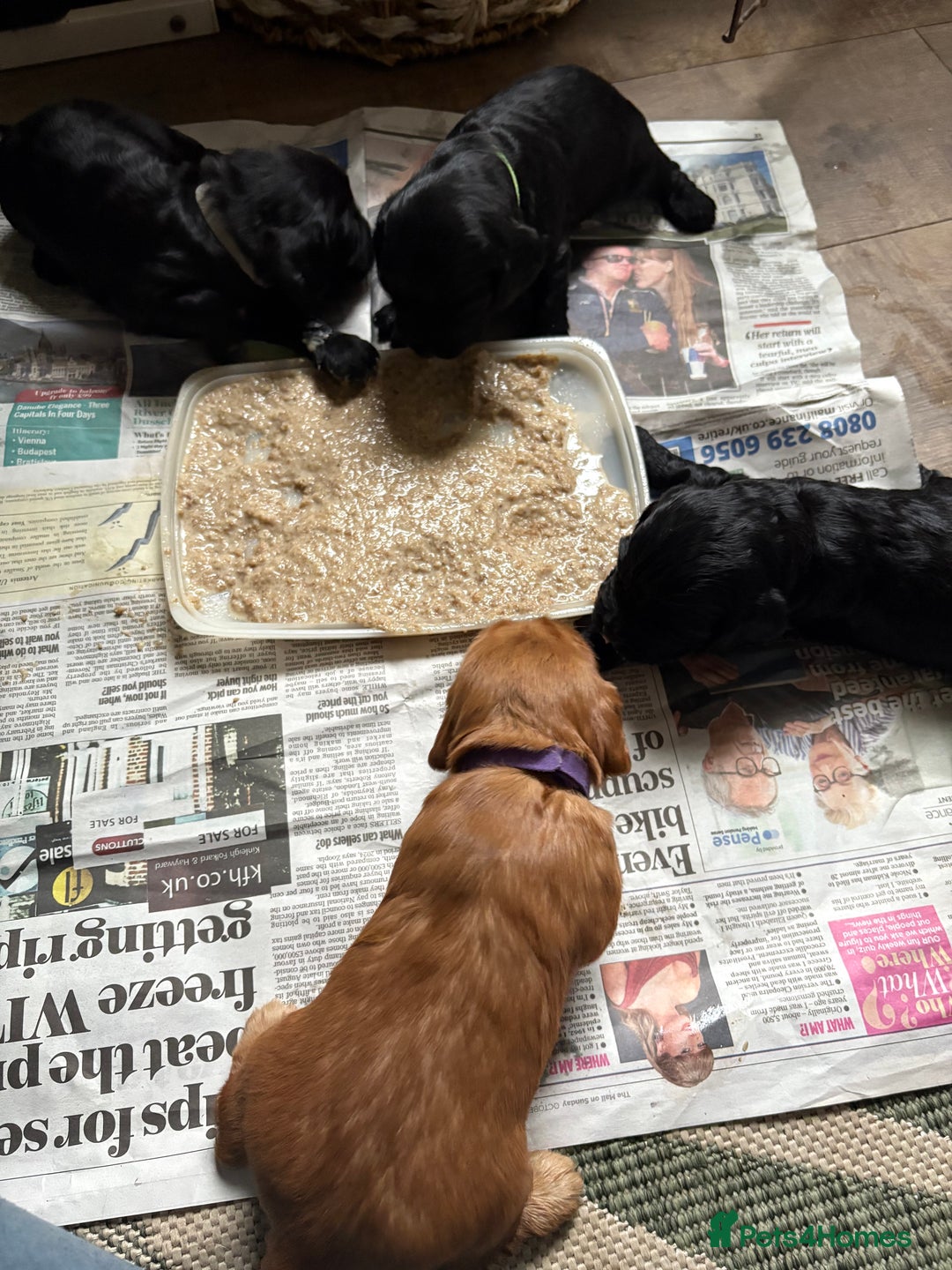 Cocker Spaniel dogs for sale: Cocker Spaniel pups for sale - Image 4