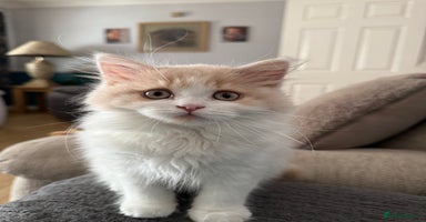 British Longhair cats - Advert 13