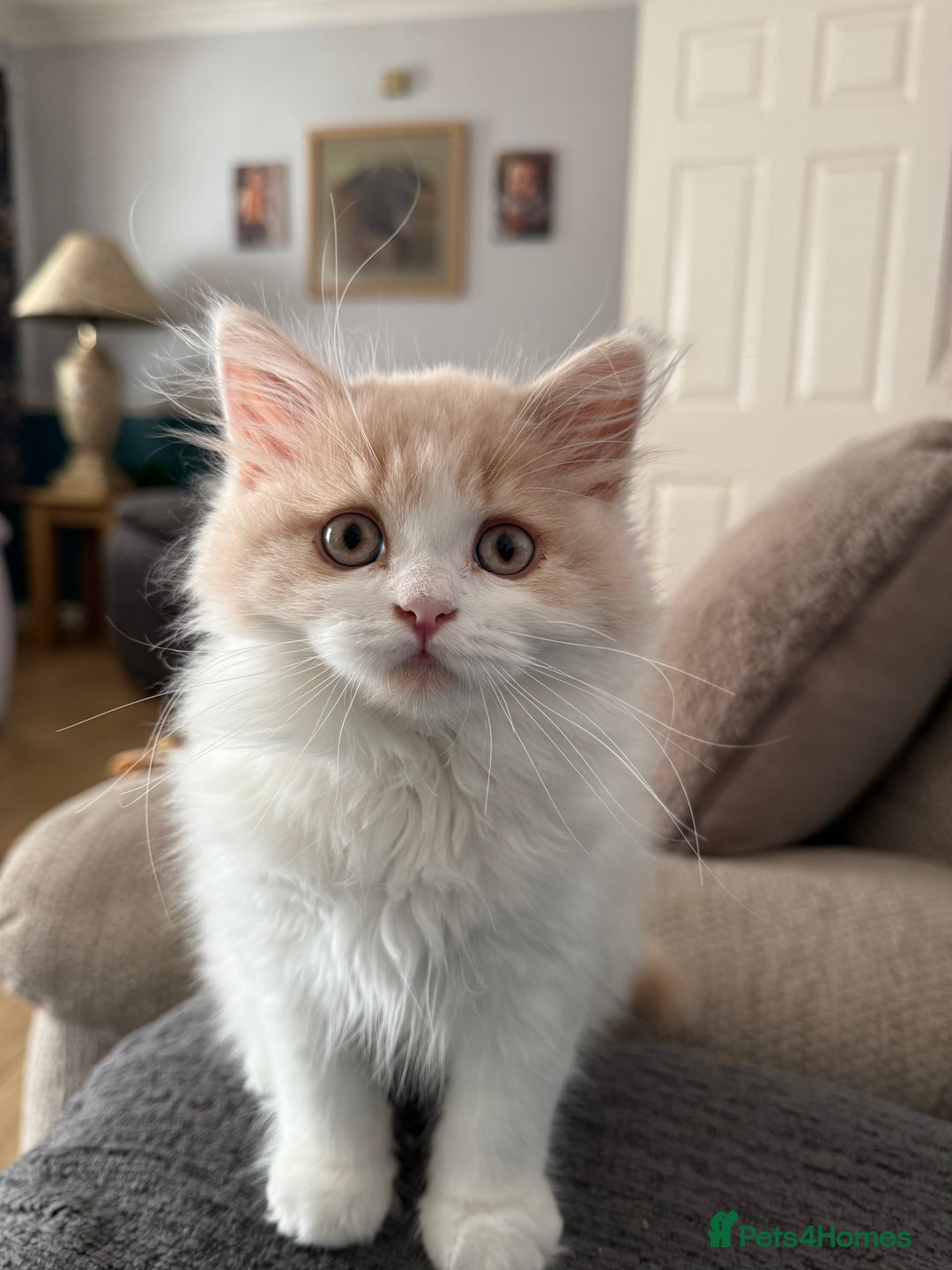 British Longhair cats for sale: Ready now . British longhair boy  - Image 2