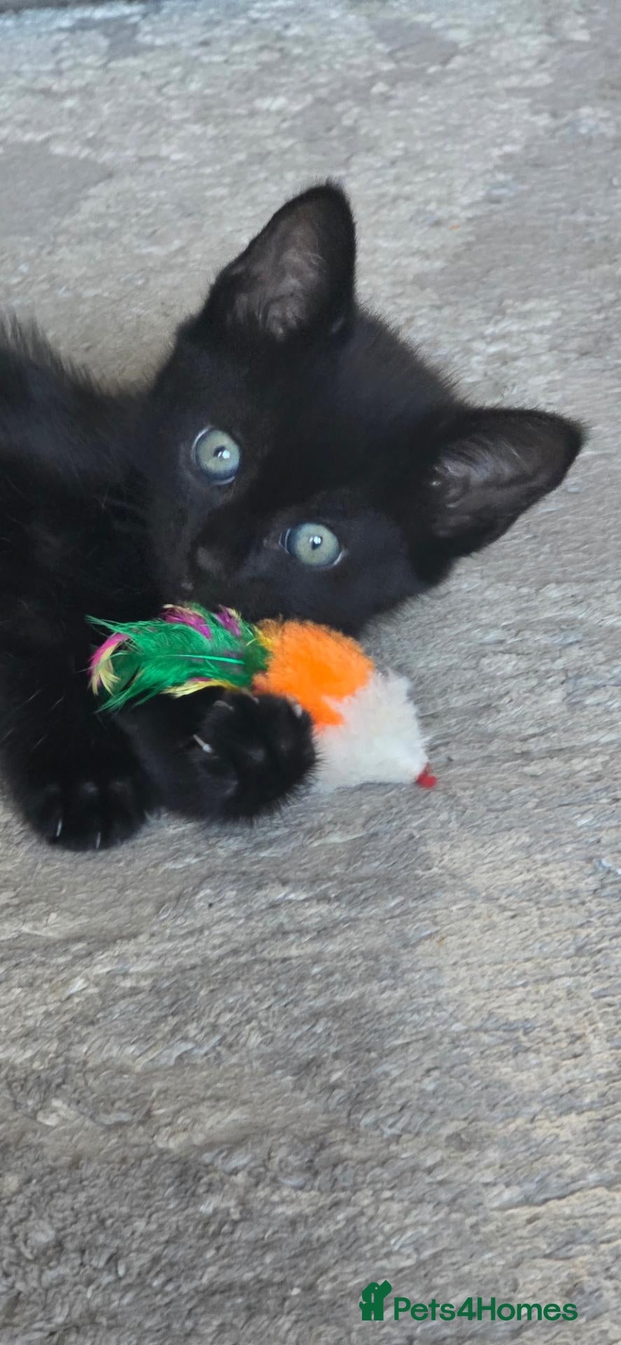 Mixed Breed cats Last girl available maincoon x British short hair  - Advert 1