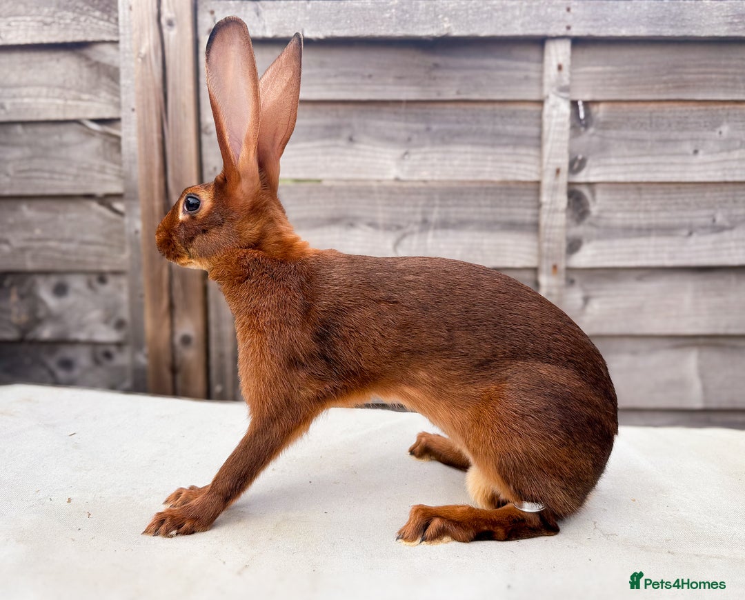 Belgian Hares rabbits for sale: Beautiful Rufus Red Belgian Hare doe youngster in Newent - Image 1
