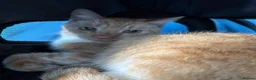 Domestic Shorthair cats for sale: Ginger Tabby Cat in Telford - Advert 4