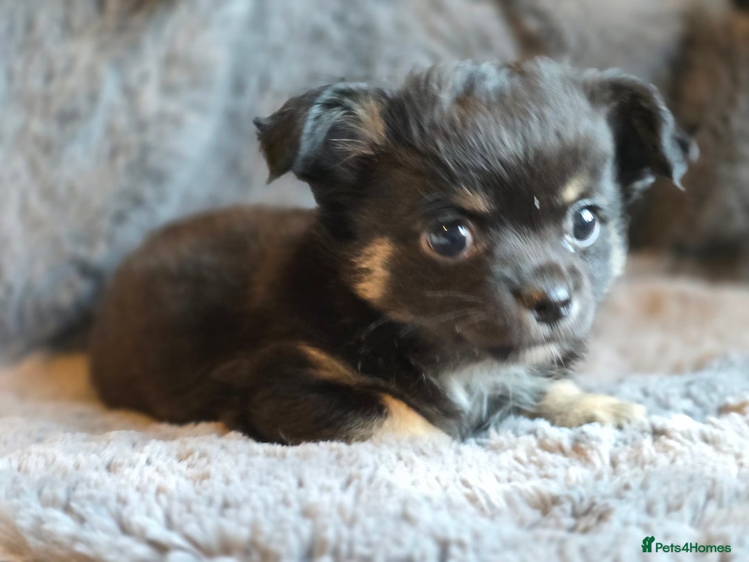 Chihuahua dogs for sale: 2 beautiful boys  - Advert 9