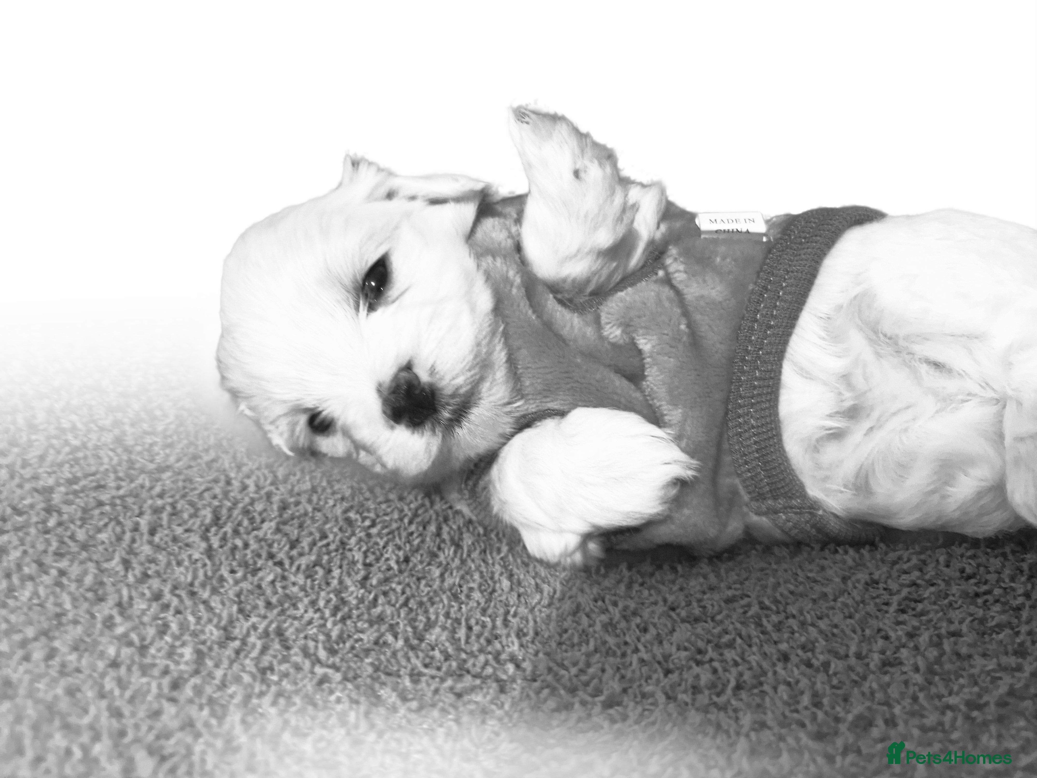 Maltese dogs Toy size miniture Maltese  🐶 💖  - Advert 4