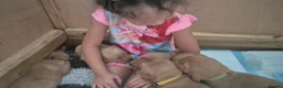 Labrador Retriever dogs for sale: Homebreed Red Fox Labrador Puppies  - Advert 3