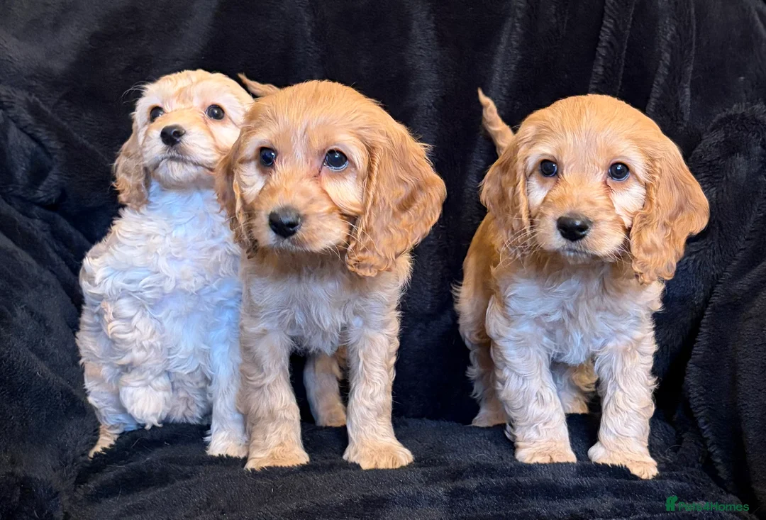 Cavapoo dogs for sale: Beautiful F1 Cavapoo Puppies  - Advert 11