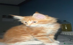 Maine Coon cats for sale: 2 Ginger Maine Coon females  - Image 8