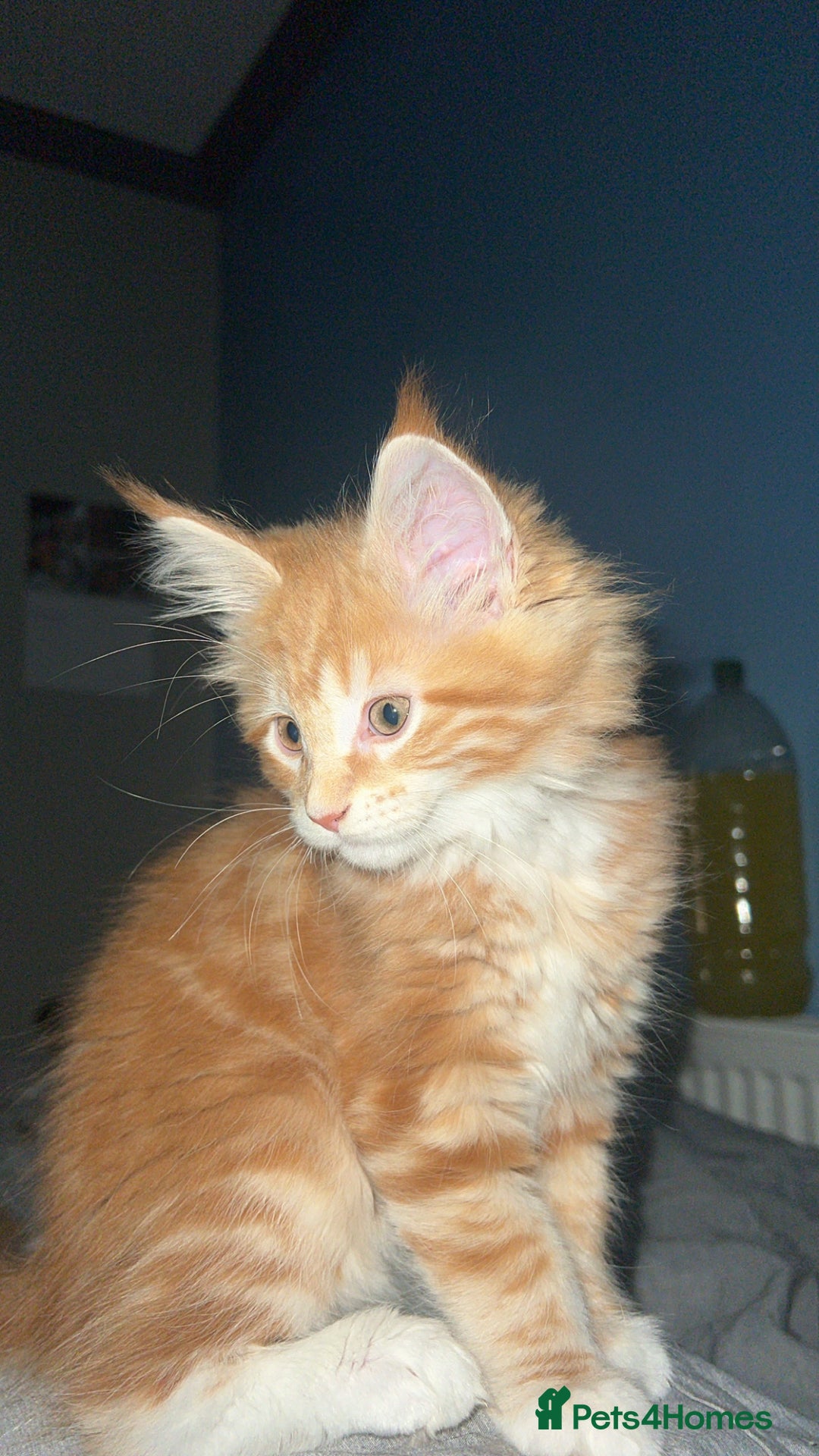 Maine Coon cats for sale: 2 Ginger Maine Coon females  - Image 8
