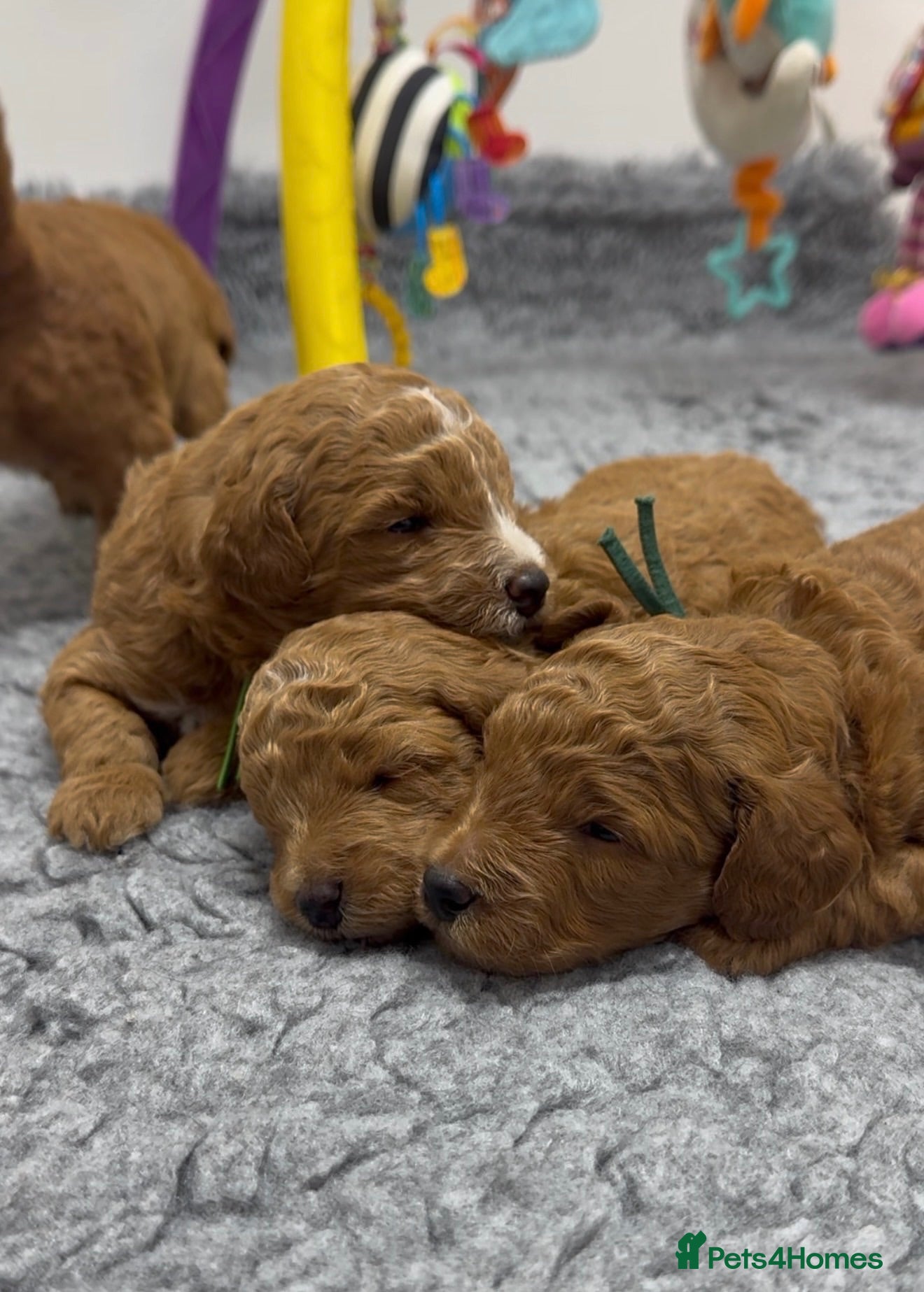 Mini Goldendoodle dogs Small sized Goldendoodle - females only available  - Advert 2