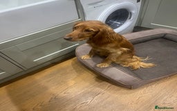 Cocker Spaniel dogs for sale: Loving cocker spaniel - Image 2