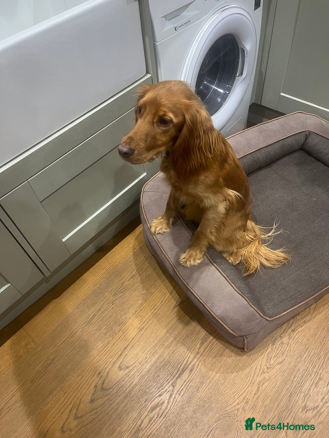 Cocker Spaniel dogs for sale: Loving cocker spaniel - Image 2