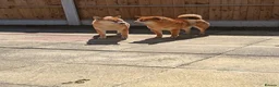 Japanese Shiba Inu dogs for sale: Japan Shiba inu  - Advert 3