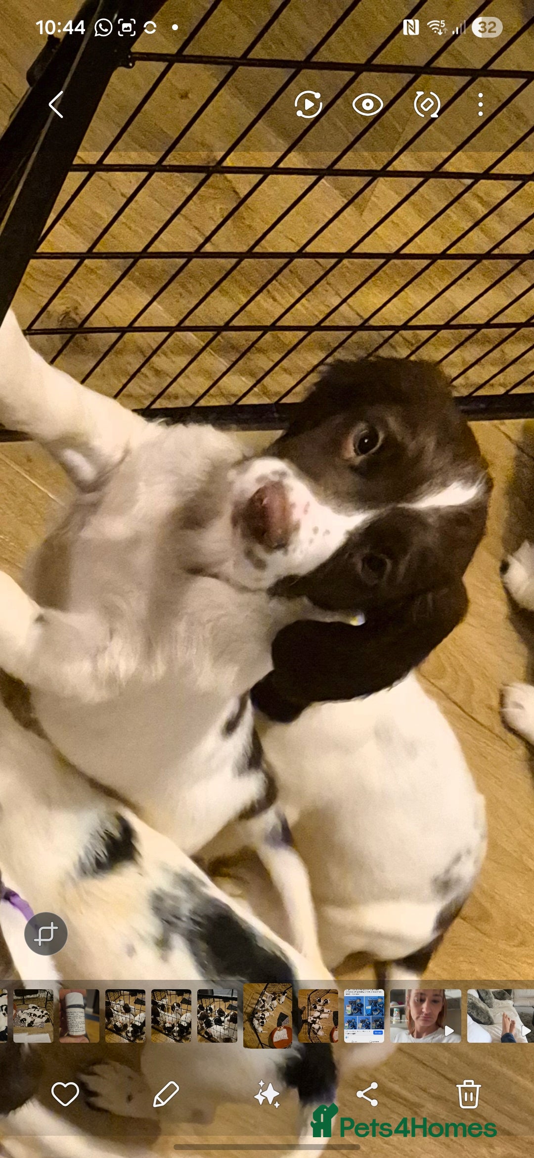 English Springer Spaniel dogs for sale: English Springer spaniel puppies for sale - Advert 14