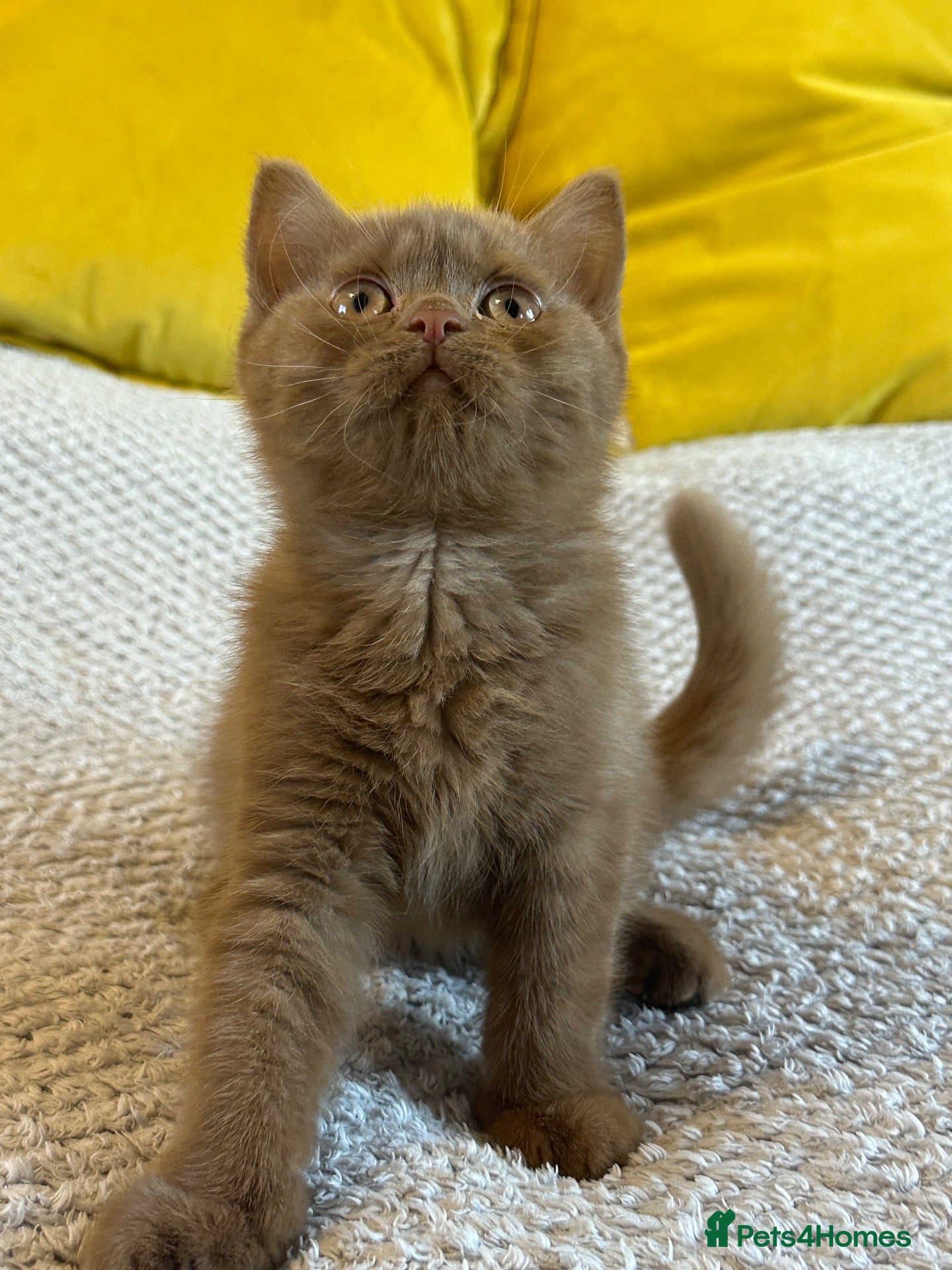 British Shorthair cats Champion British shorthair kittens very rare  - Advert 14