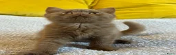 British Shorthair cats for sale: Champion British shorthair kittens very rare  - Advert 4