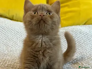 British Shorthair cats Champion British shorthair kittens very rare - Advert 14