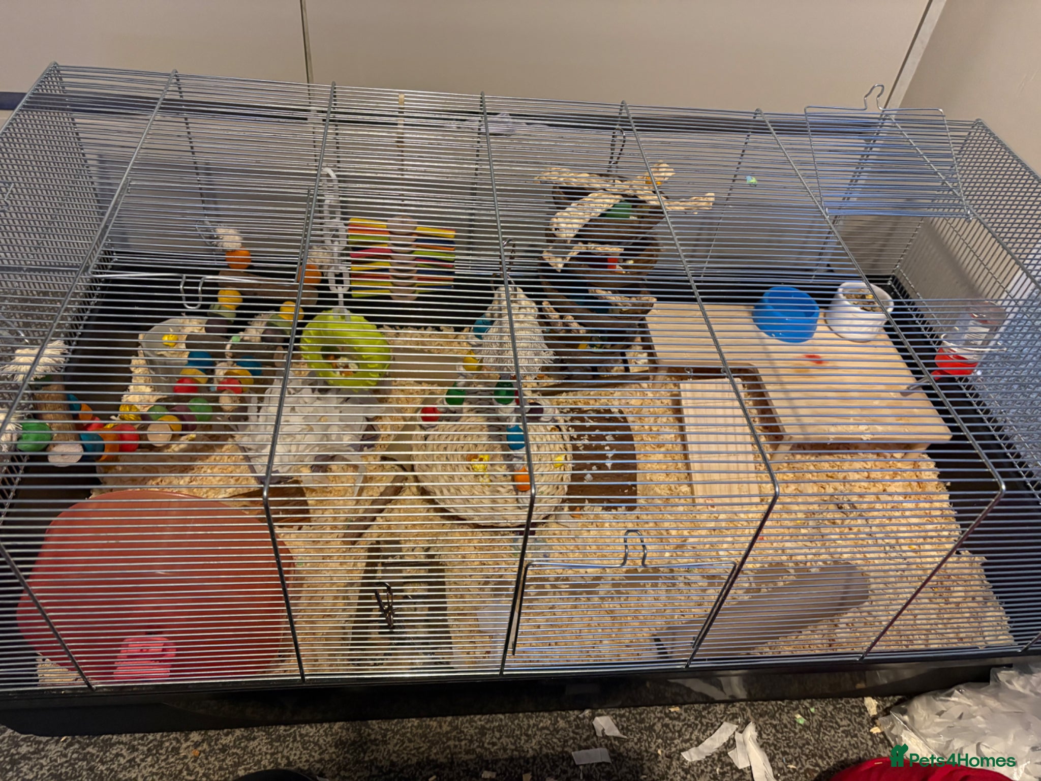 Mouse rodents X3 fancy nice & set up  - Advert 4