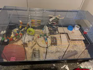 Mouse rodents X3 fancy nice & set up - Advert 4