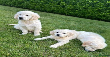 Golden Retriever dogs - Advert 5