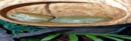 Frog reptiles for sale: Complete habitat with 2 adult White's tree frogs - Advert 8