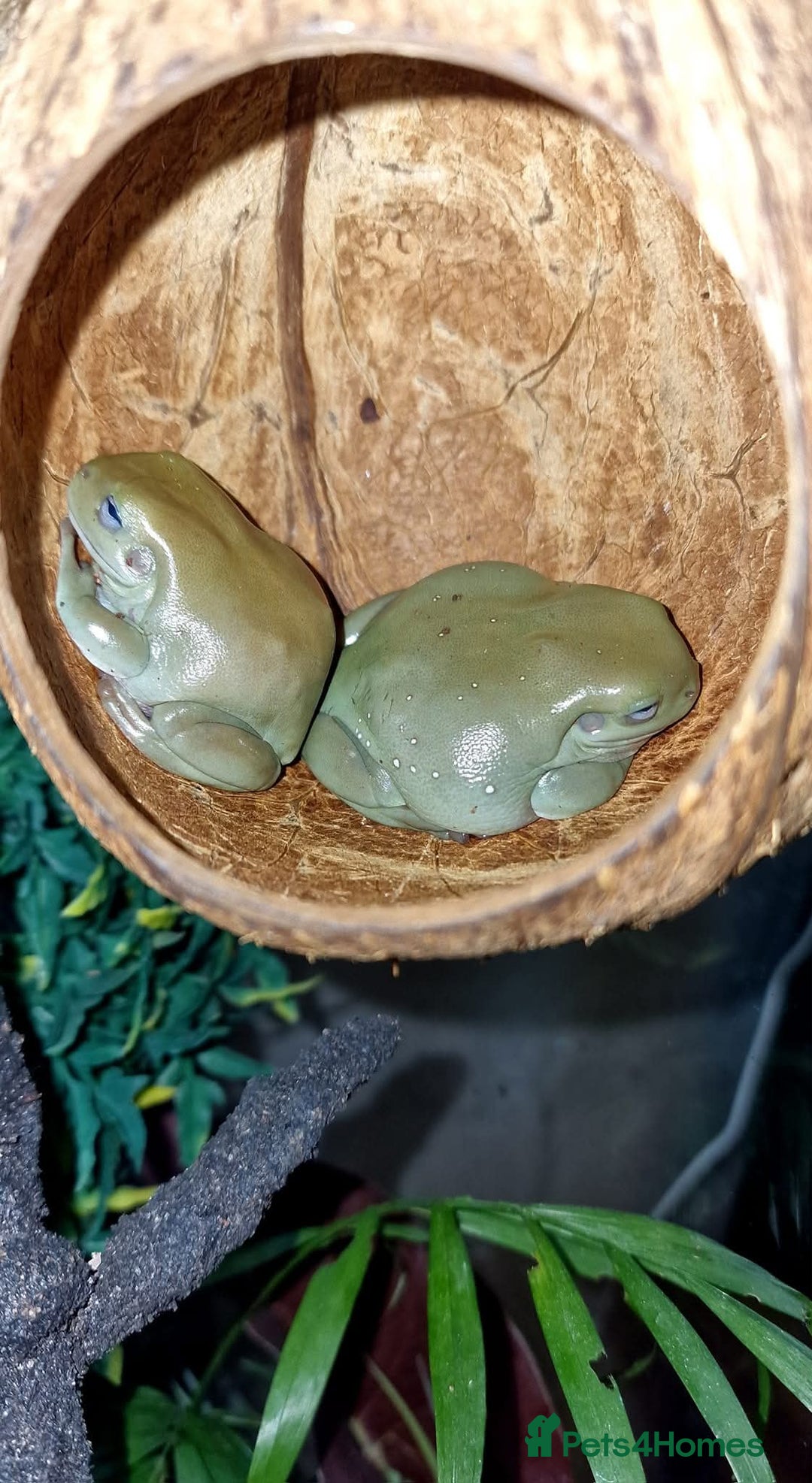 Frog reptiles for sale: Complete habitat with 2 adult White's tree frogs - Advert 8