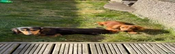 Miniature Dachshund dogs for sale: Flossie (3) and Poppy (11 months)  in Plymouth - Advert 3