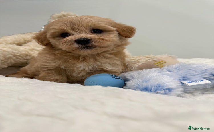 Maltipoo dogs - Advert 14