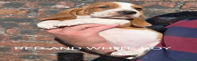 RED AND WHITE BOY 