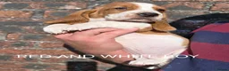 Basset Hound dogs for sale: KC BASSET HOUND PUPPIES  - Advert 18