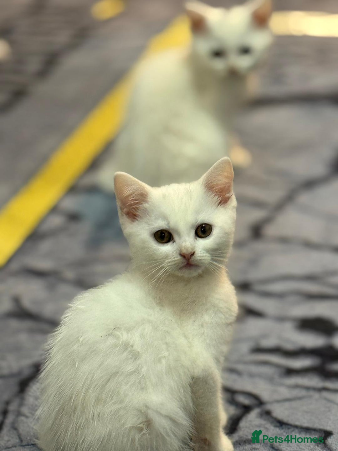 Mixed Breed cats for sale: White Persian mixed breed  - Advert 6