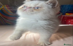 Exotic cats for sale: Flame point colour point  - Image 7