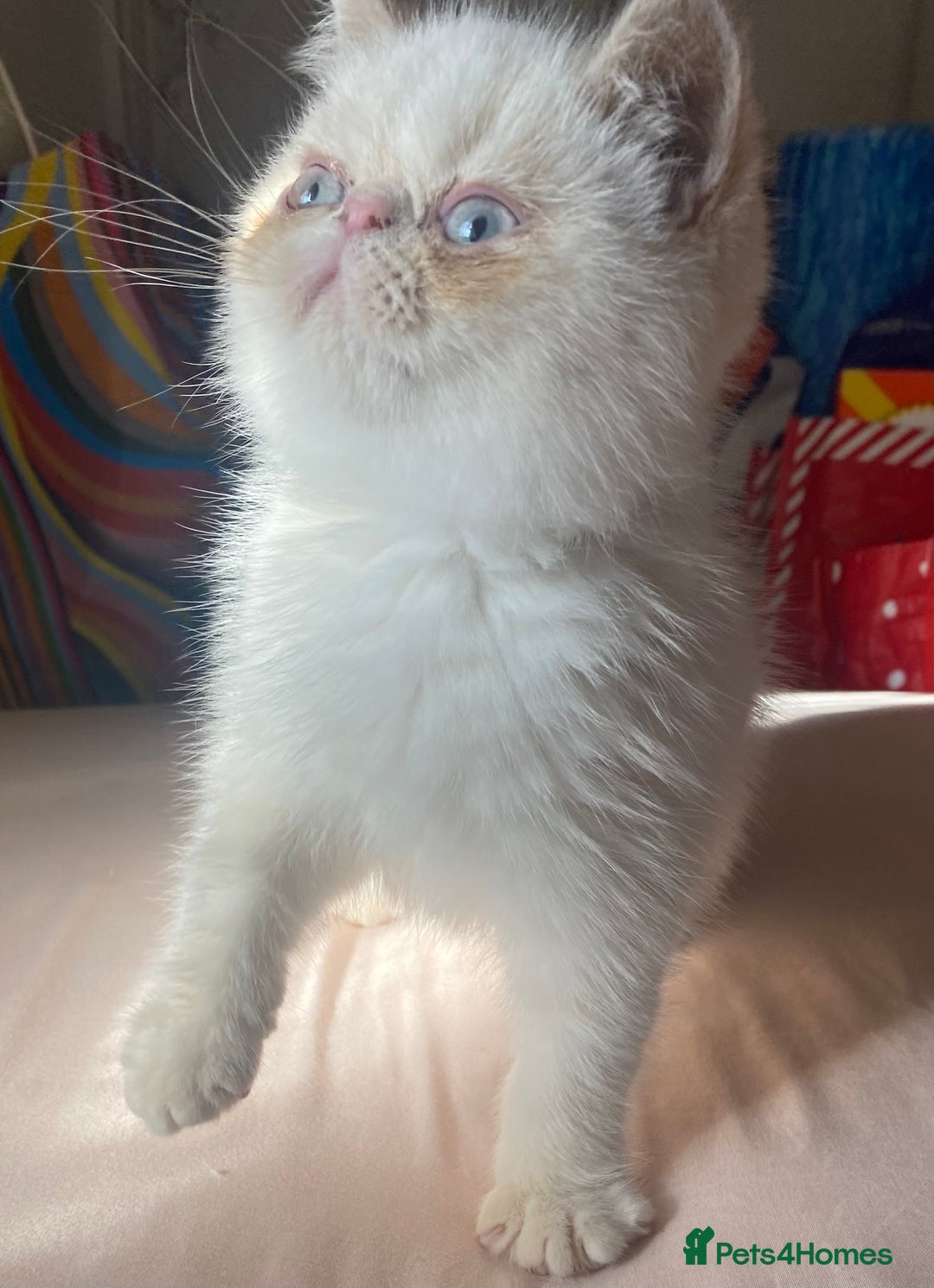 Exotic cats for sale: Flame point colour point  - Image 7