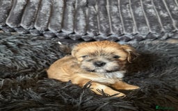 Lhasa Apso dogs for sale: Lhasa Apso Girl Pup - Image 1