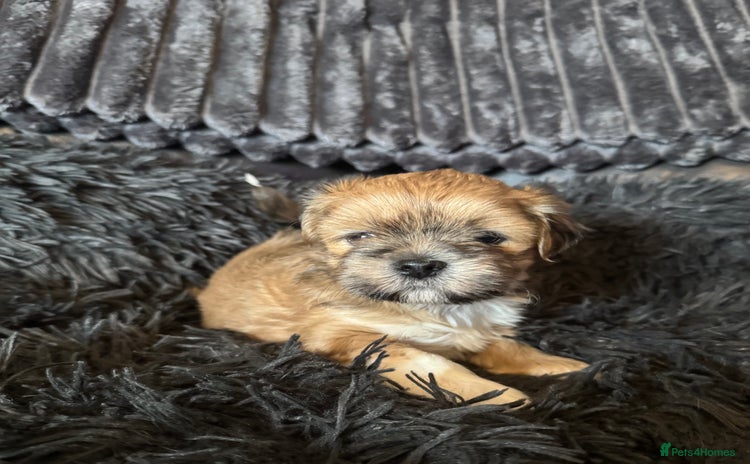 Lhasa Apso dogs - Advert 2