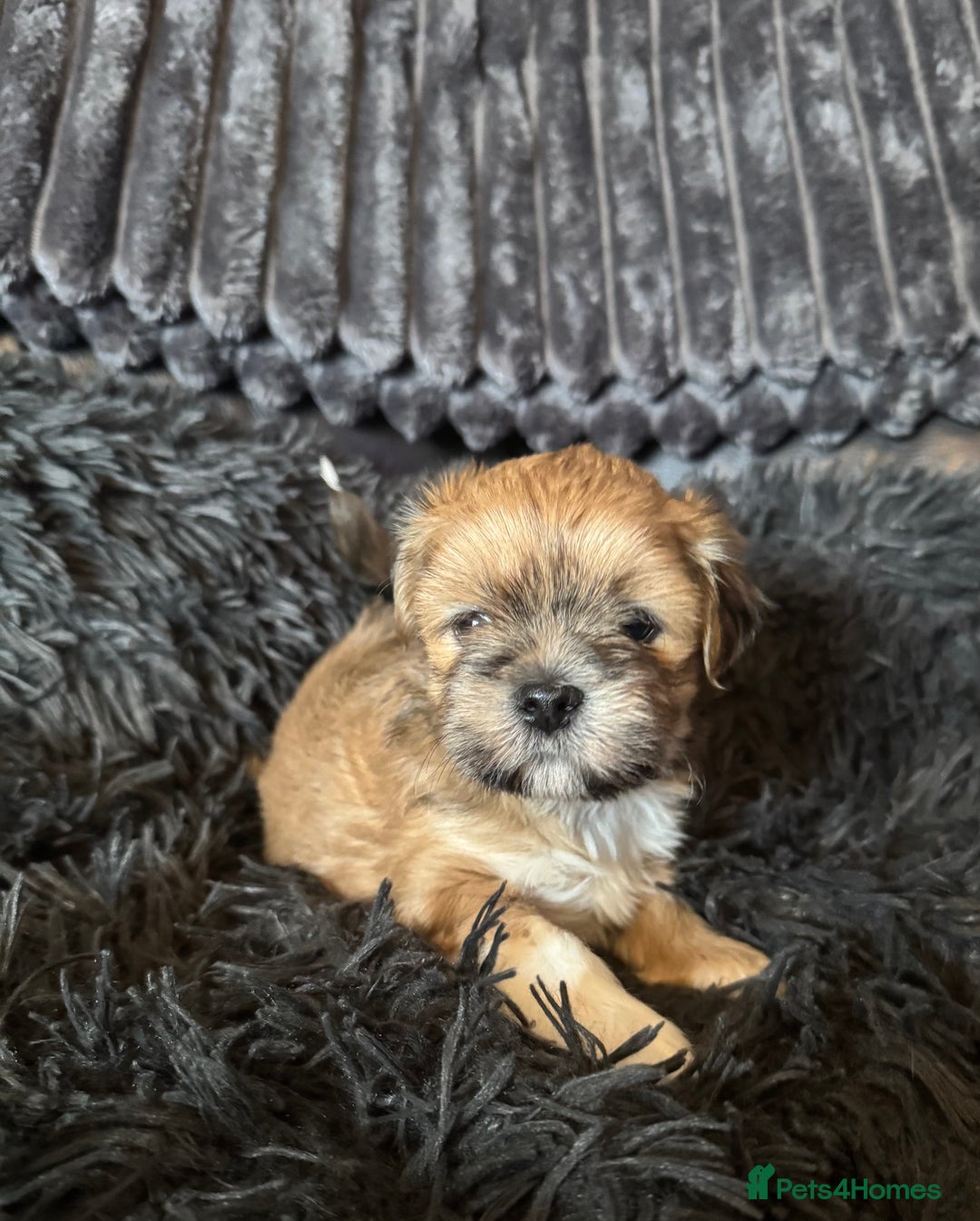 Lhasa Apso dogs for sale: Lhasa Apso Girl Pup - Image 1