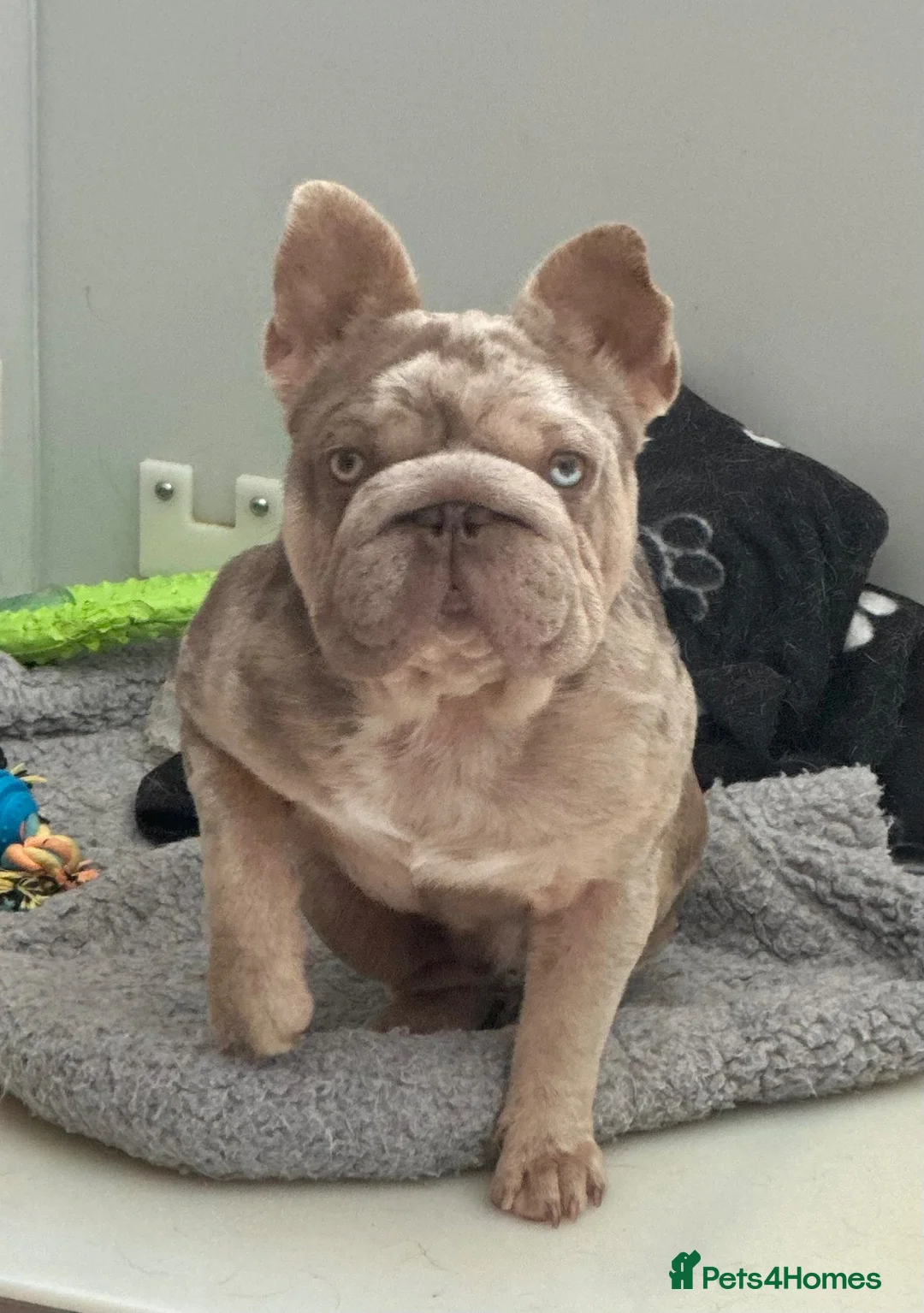 French Bulldog dogs for stud: STUNNING ISABELLA MERLE CARRYING PINK AND FLUFFY  in Cardiff - Advert 2
