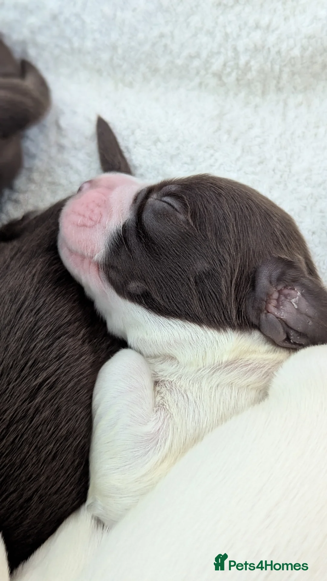 Sprocker dogs for sale: Sprocker Puppies - Cocker x Springer Spaniel - Advert 10