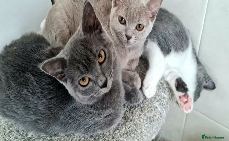 British Shorthair cats - Advert 14