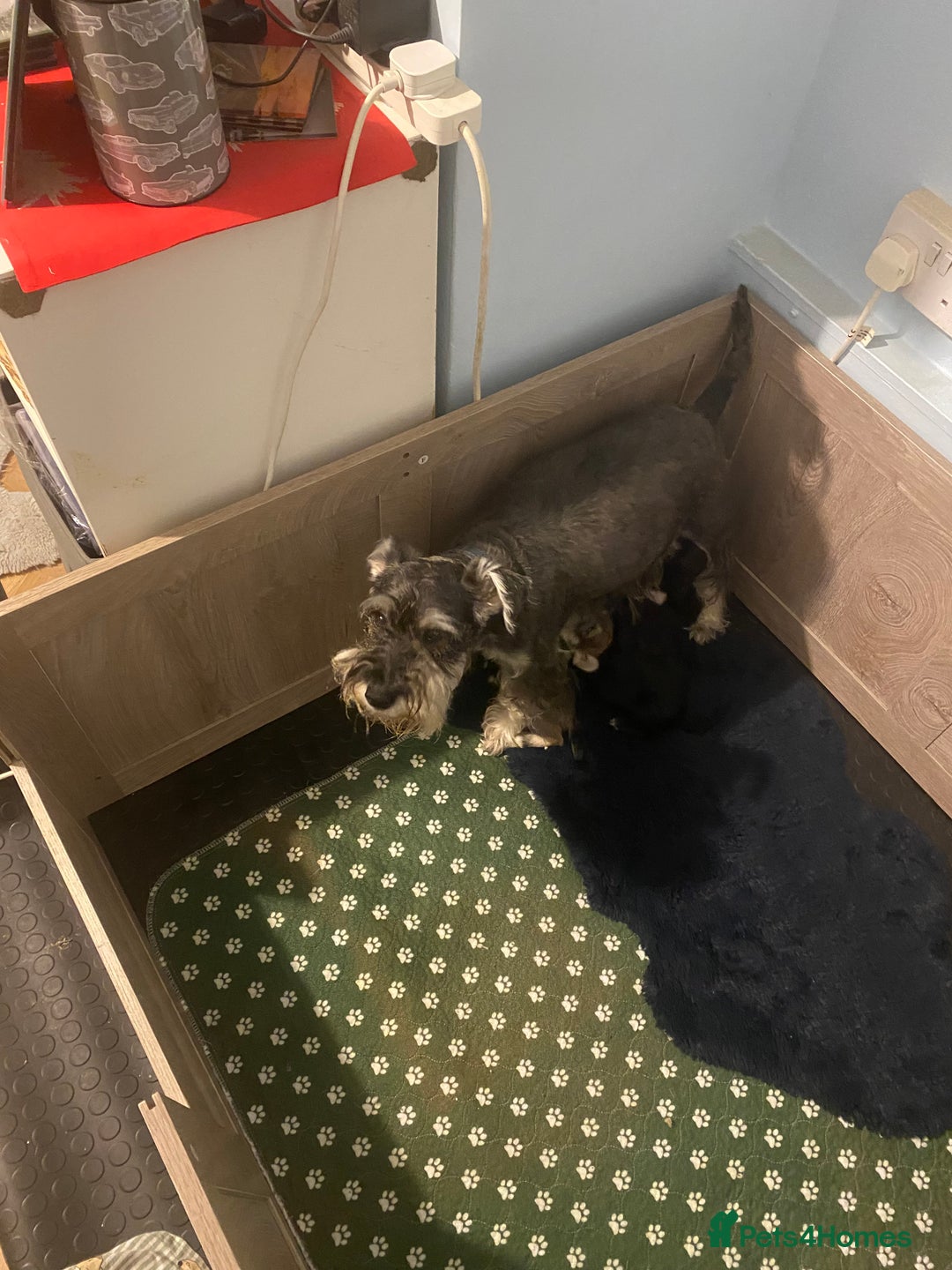 Miniature Schnauzer dogs for sale: ✨ Eight Stunning Puppies Now Available! ✨ - Advert 15