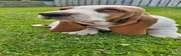 Basset Hound dogs for sale: Basset Hound pups KC registered  - Advert 8