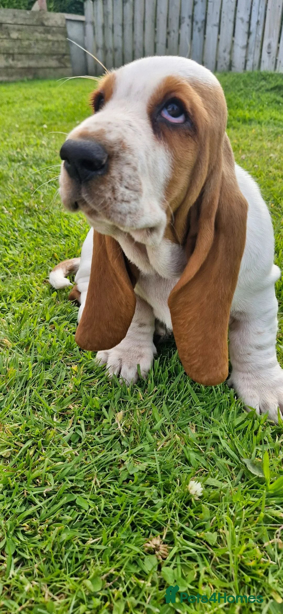 Basset Hound dogs for sale: Basset Hound pups KC registered  - Advert 8