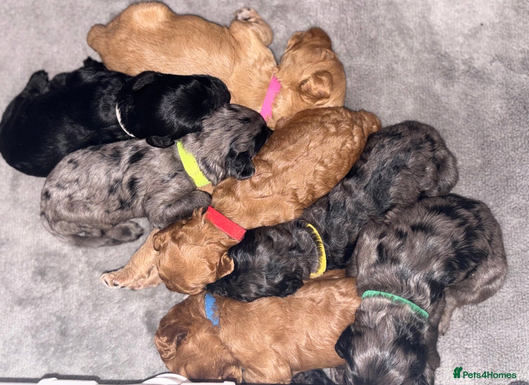 Cockapoo dogs for sale: F1bb mini cockapoo puppies  - Image 1