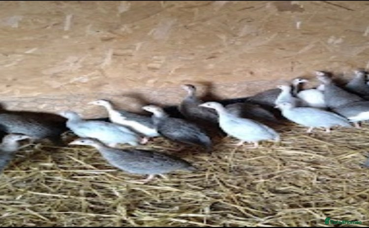 Guinea Fowl poultry - Advert 1
