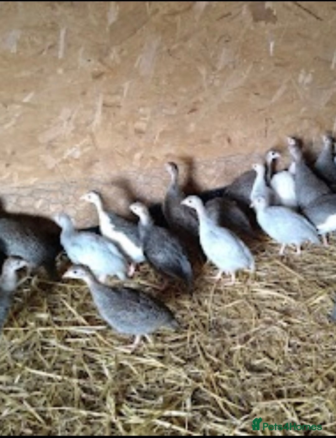 Guinea Fowl poultry for sale: Guinea fowl - Image 1