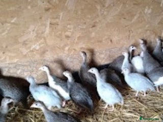 Guinea Fowl poultry - Advert 4